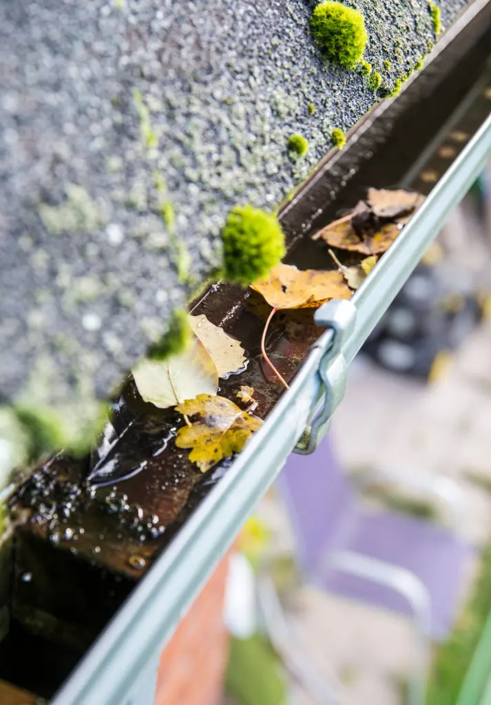 A clogged gutter holding standing water, fallen leaves and moss