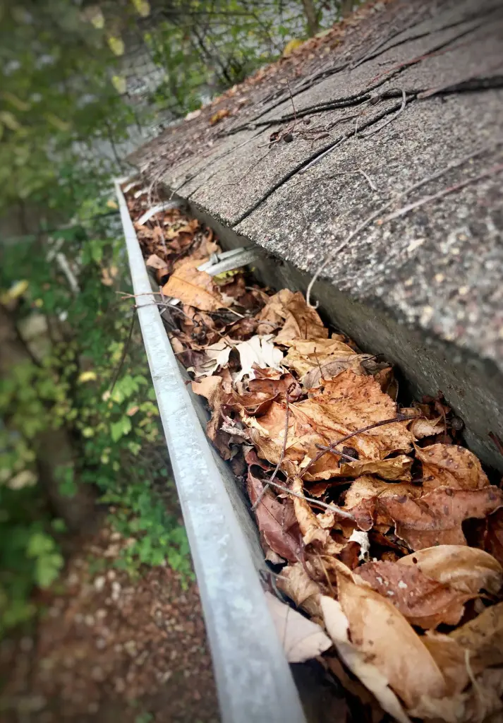 A roof gutter packed with dry brown leaves along the edge of a shingle roof