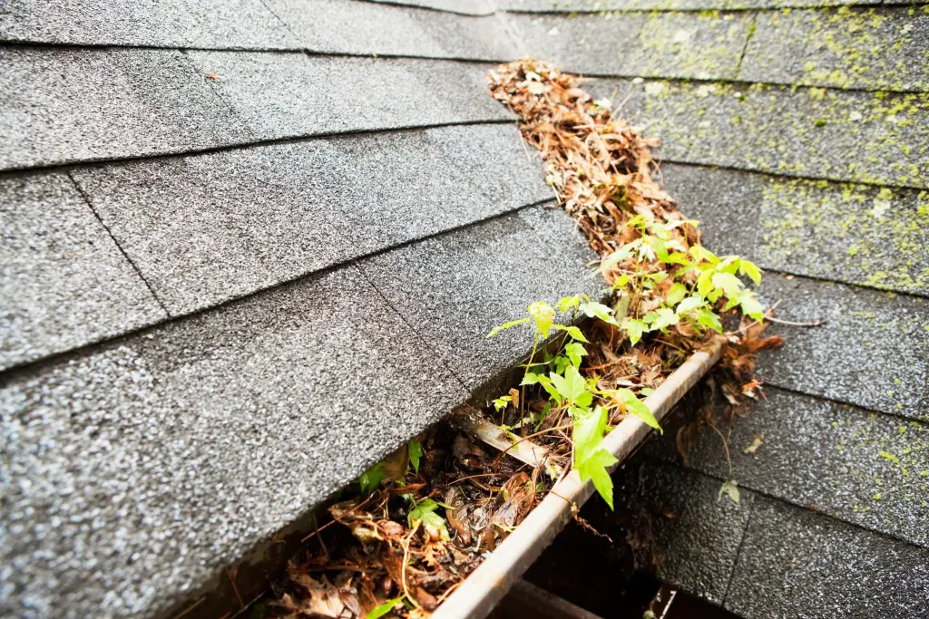 Green seedlings sprouting from leaf debris in a clogged gutter on a mossy shingle roof